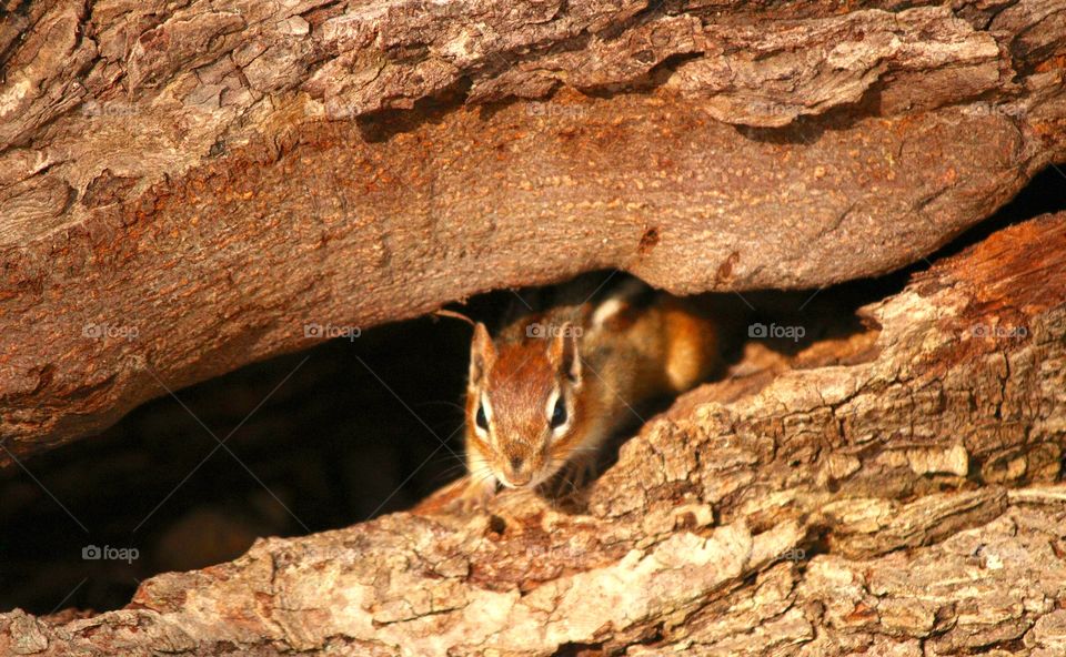 Chipmunk hiding in a tree