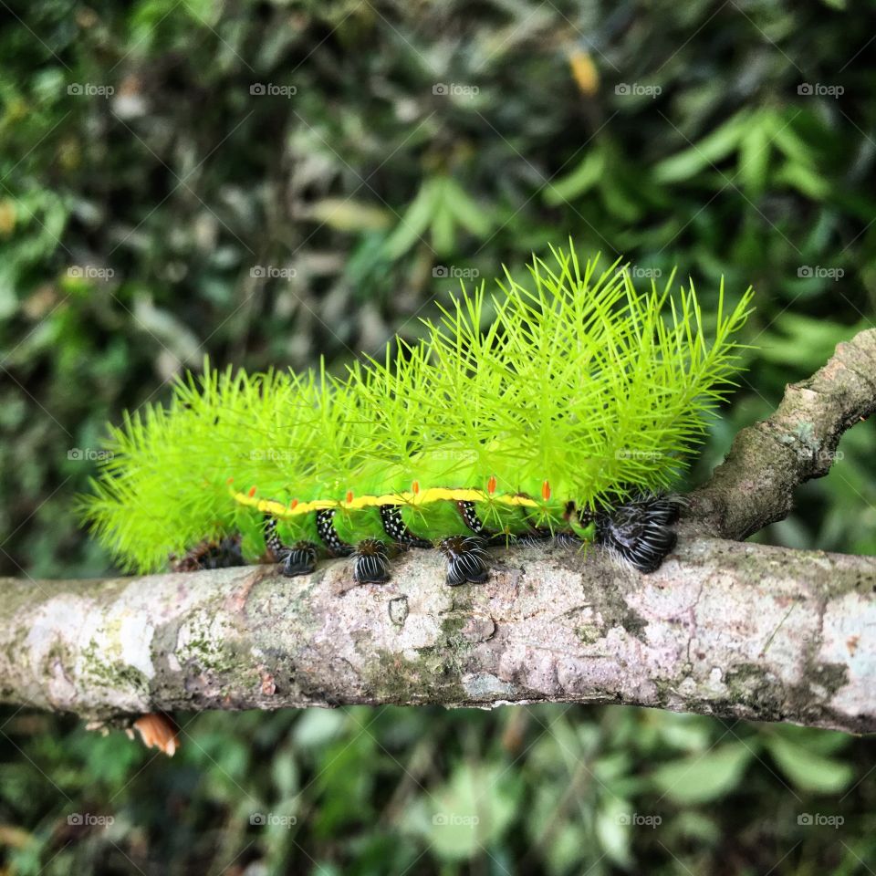 Green fuzzy caterpillar 