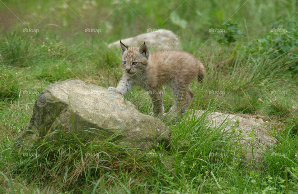 Lynx cub in zoo.