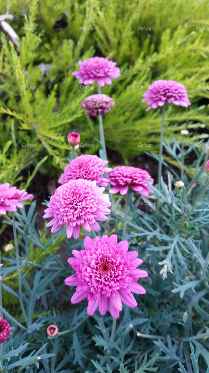 Bright pink flowers, summer bloom in California