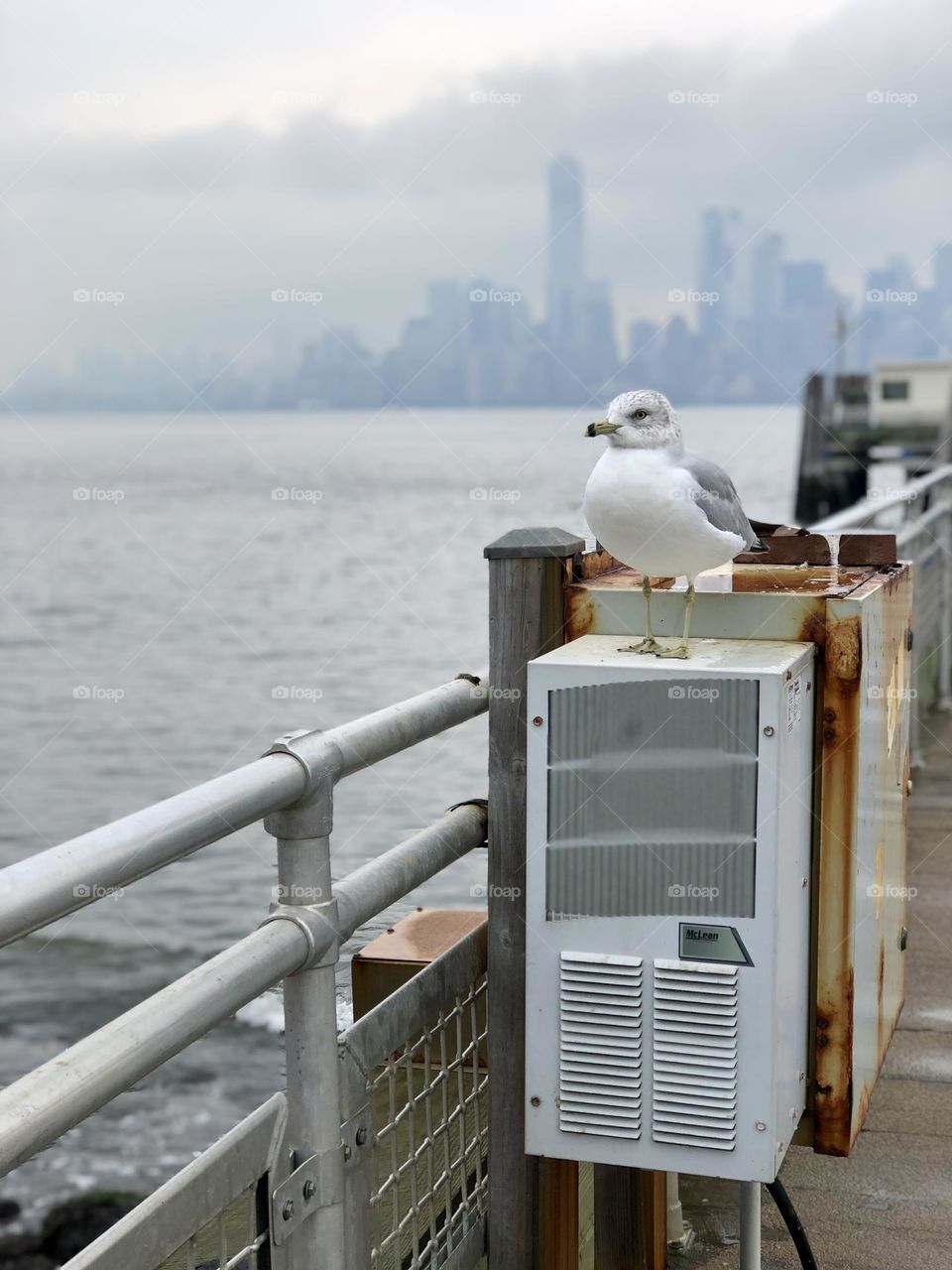 White and gray seagull observing the sea from Liberty island with New York skyline in the background 