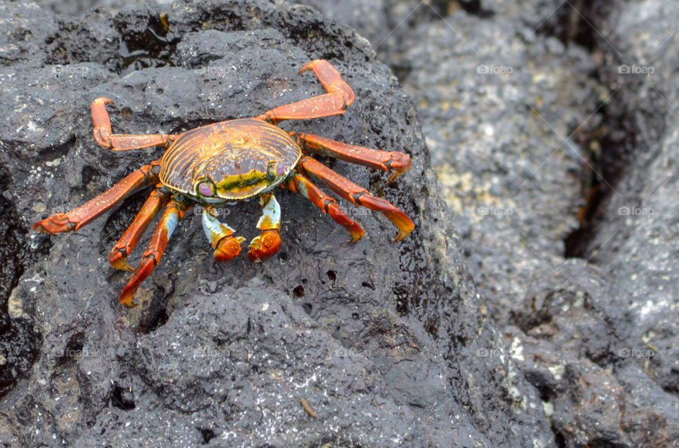 Multicolored crab in Isabella's Island, Galapagos.