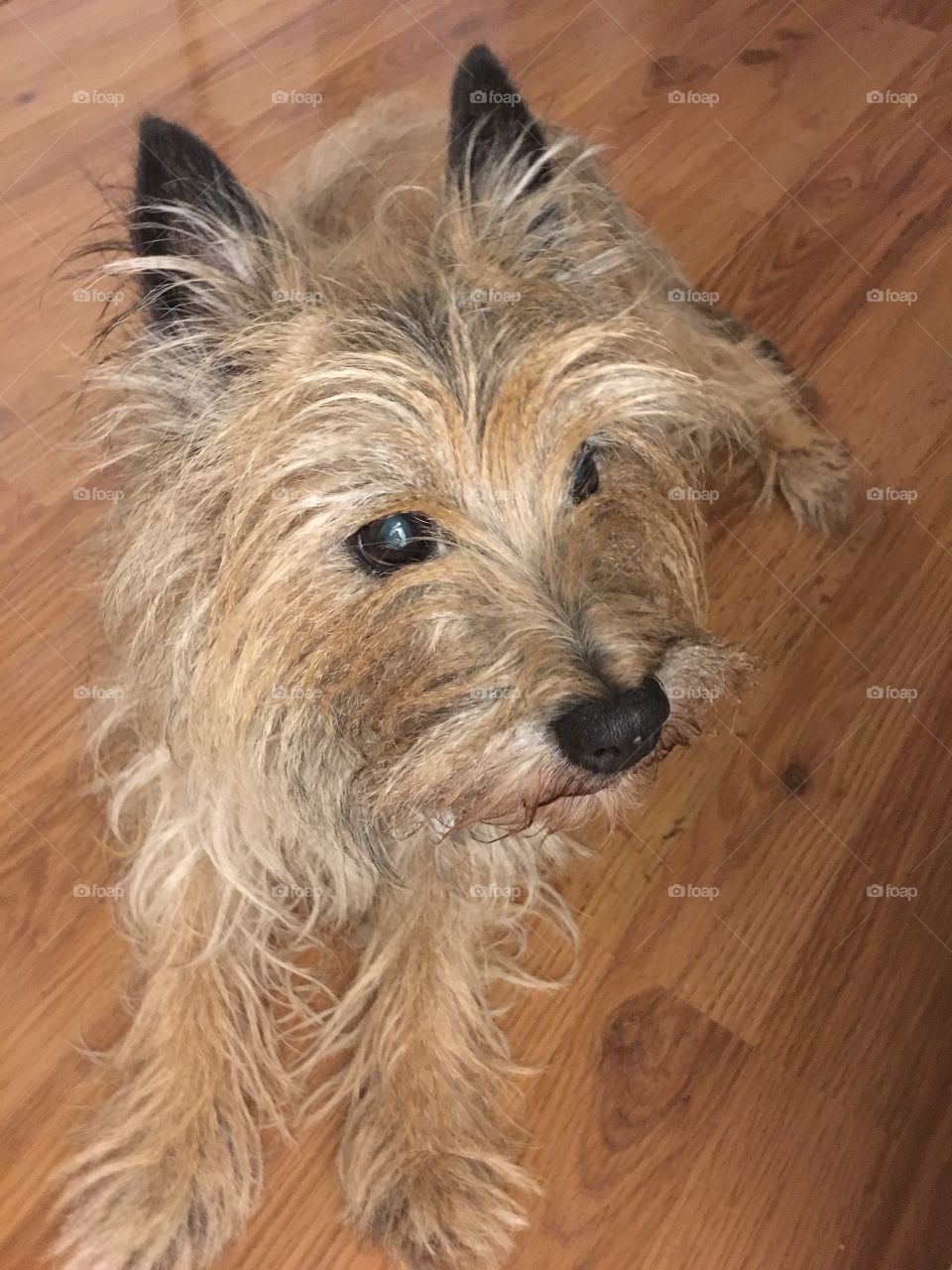 Cairn terrier