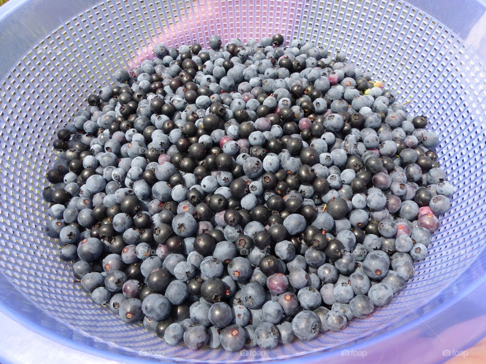 Wild Blueberries Summer