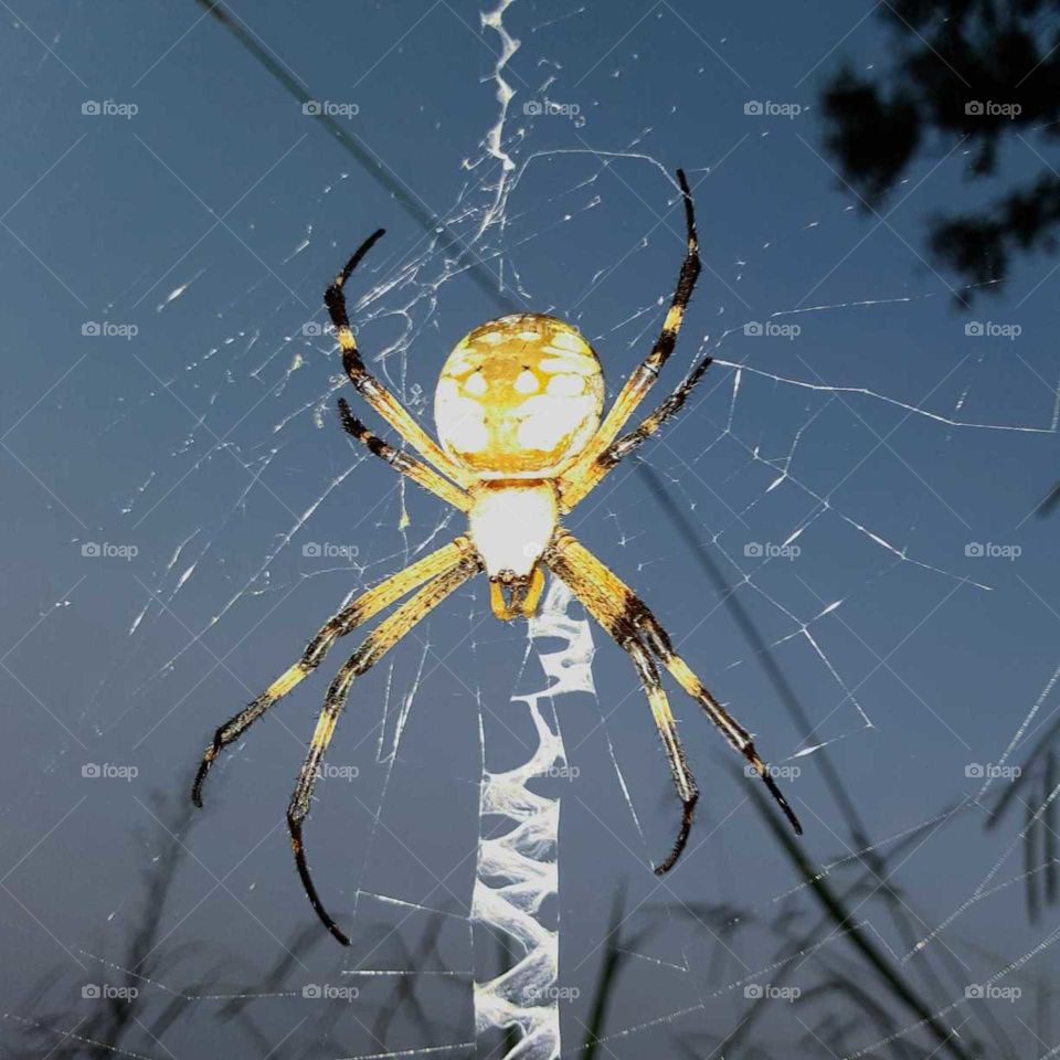 Beautiful Web Weaver