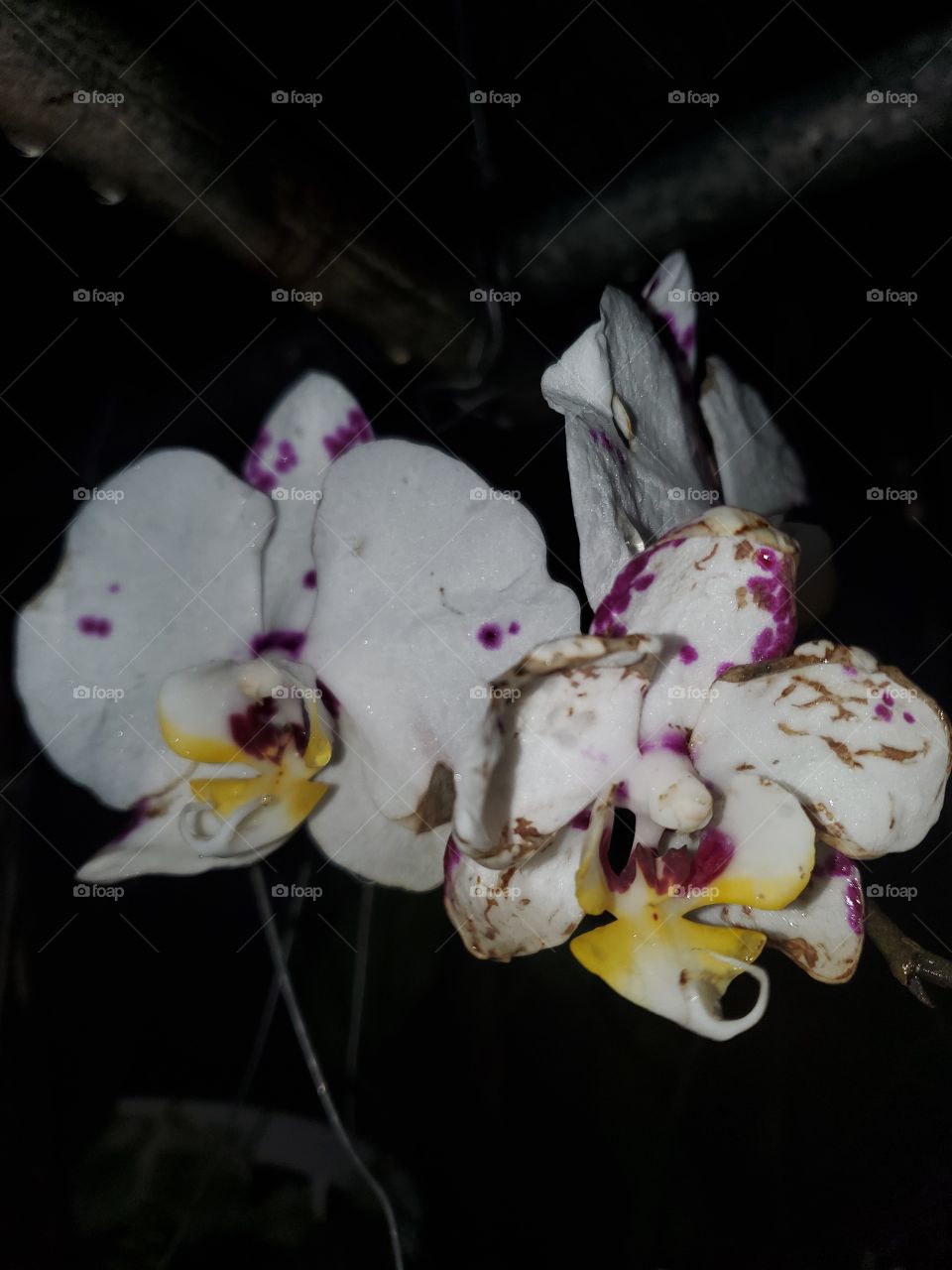 beautiful orchids