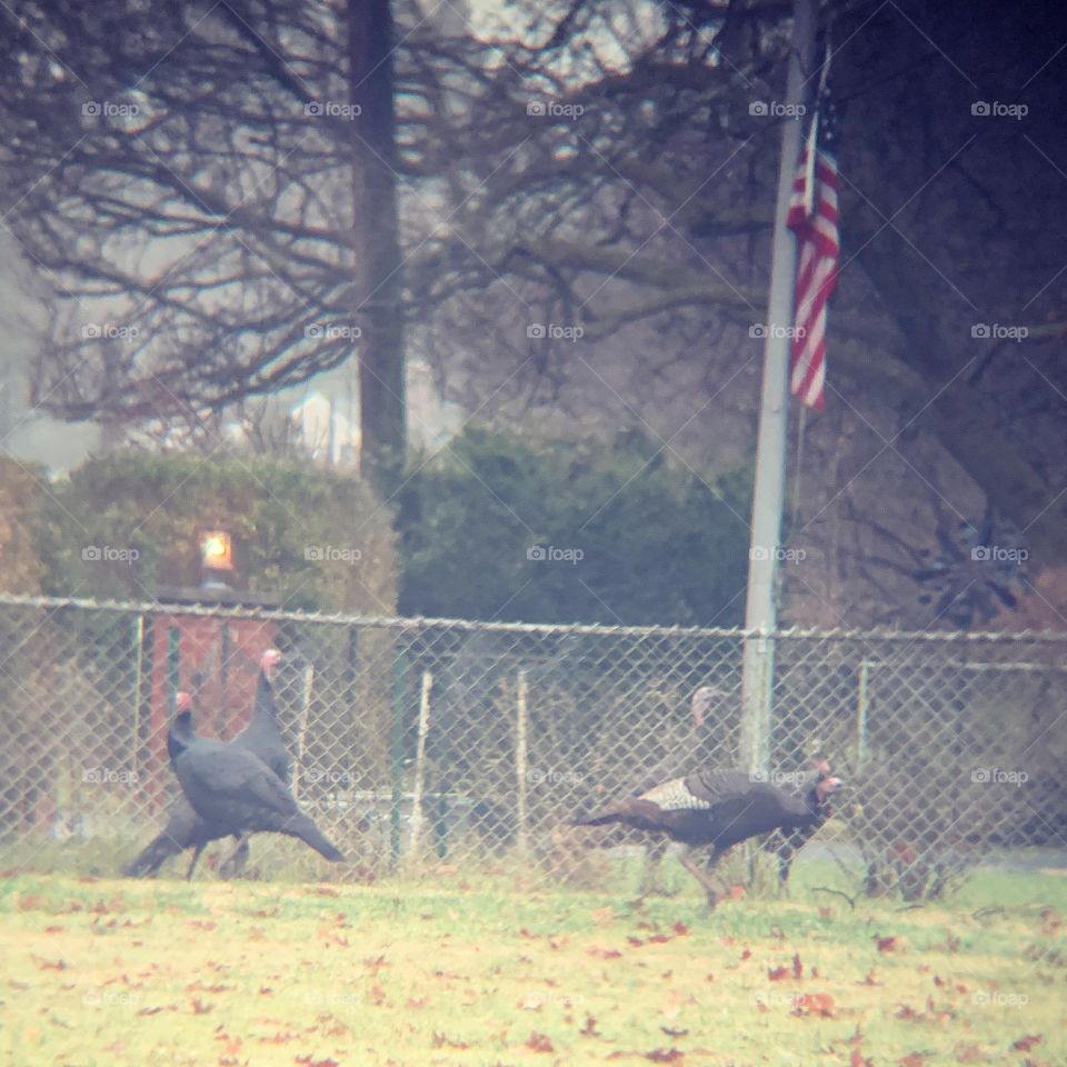 America means baseball, apple pie, freedom, and .. Turkey! We celebrate with them every November. Here are some in a local front yard, with an American flag. 