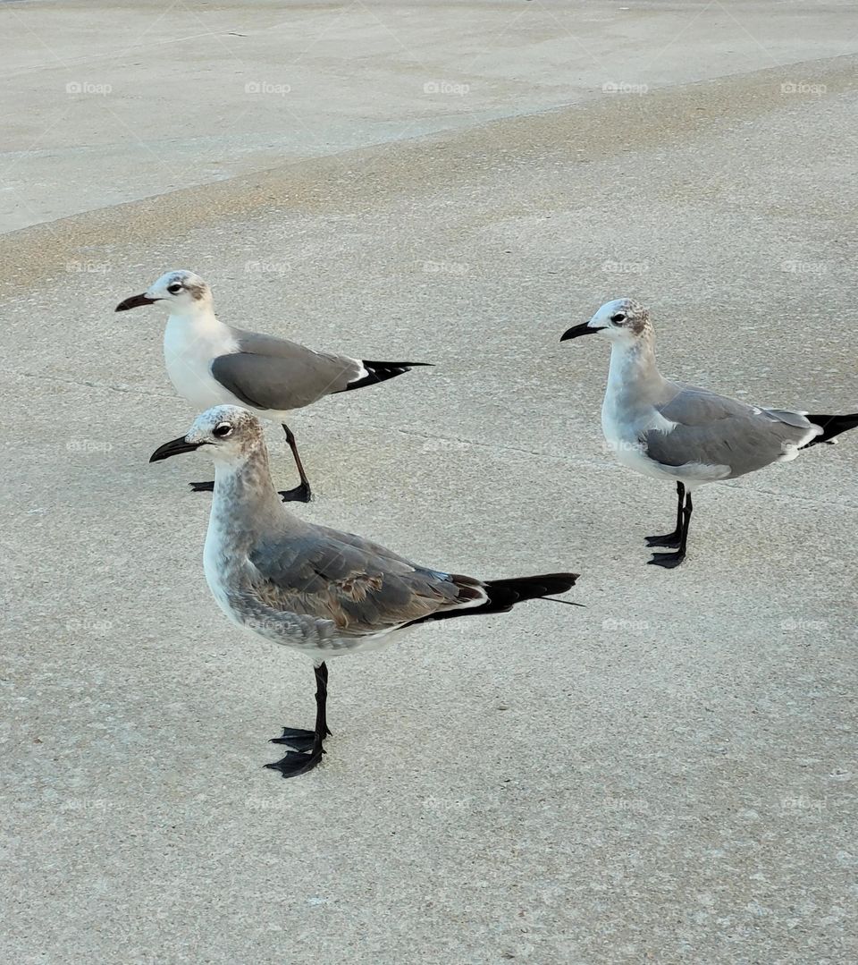 gaviotas en la calle