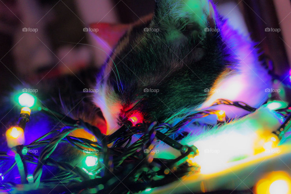 Cat sleeping on christmas lights.