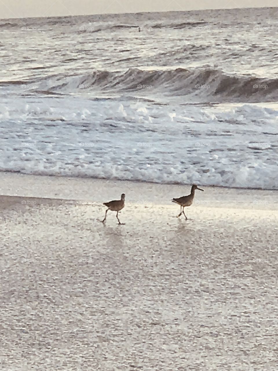 Beach birds 