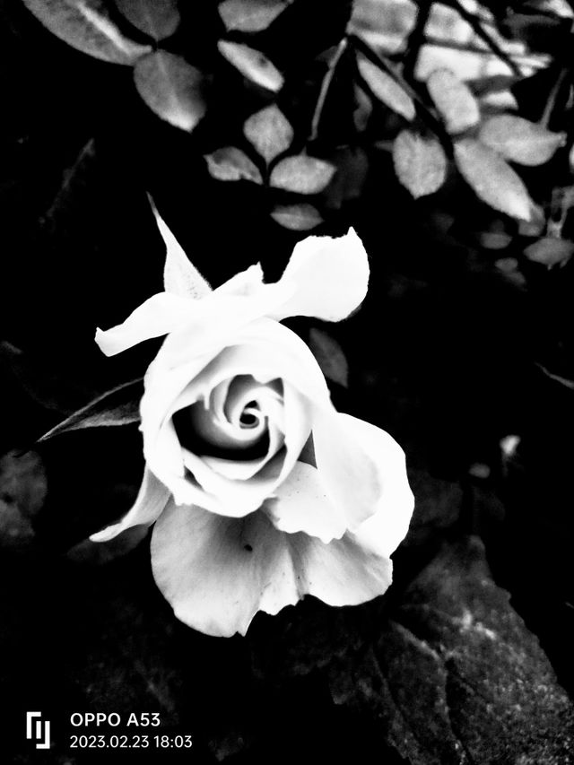 Contrast
