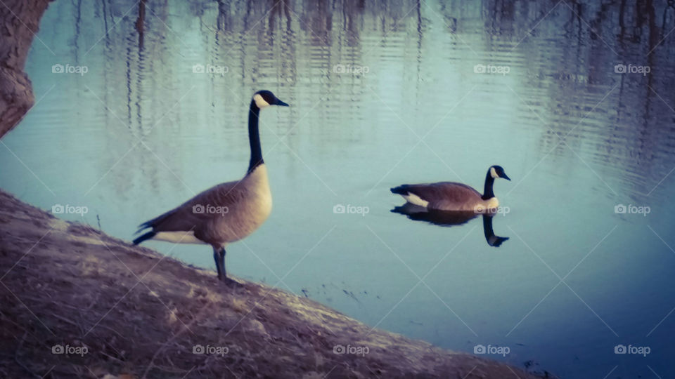 Geese