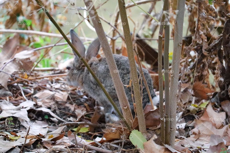 A wild rabbit in a wooded part of the city of Madrid