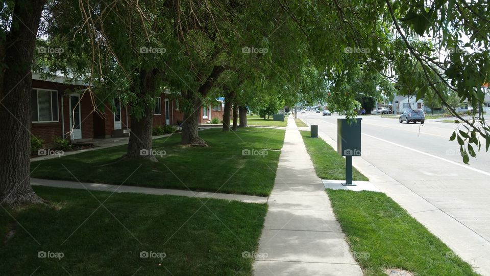 tree shaded sidewalk and apartments