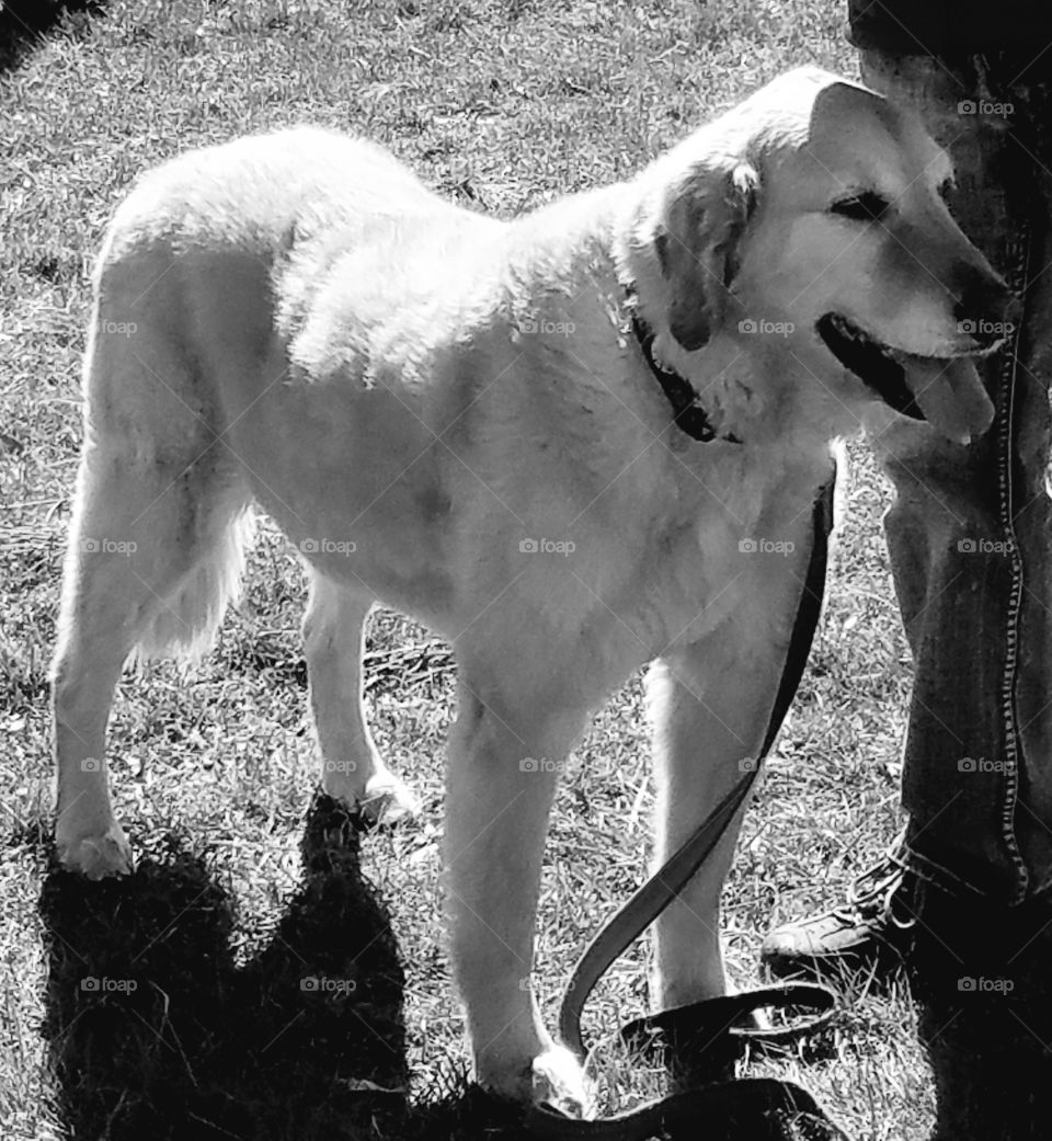 By his master's side