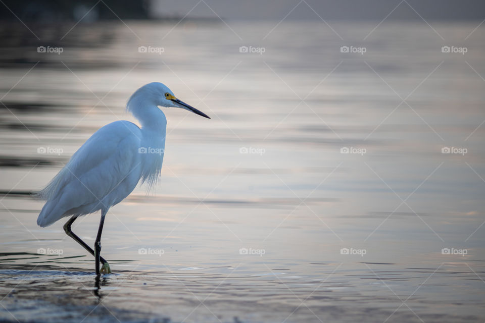 Heron, water bird walking near the sea