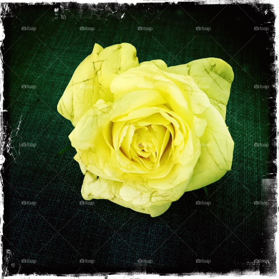 Fragile Yellow rose