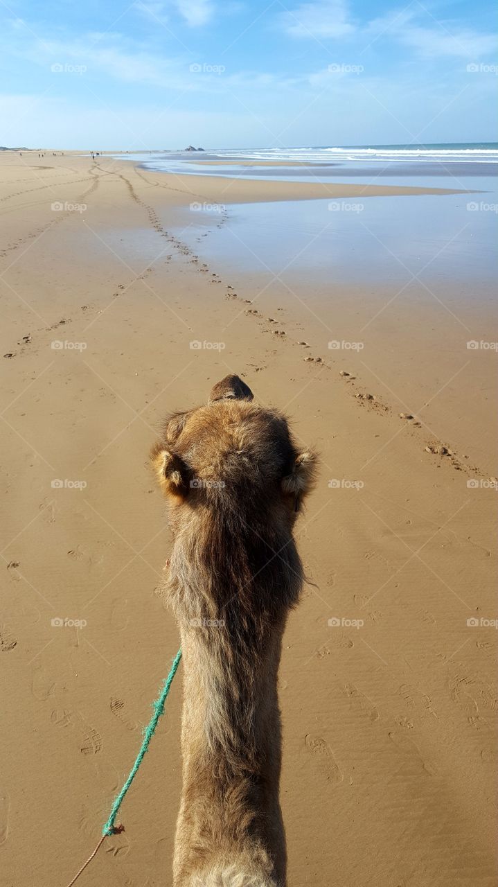 Camel in Essaouira