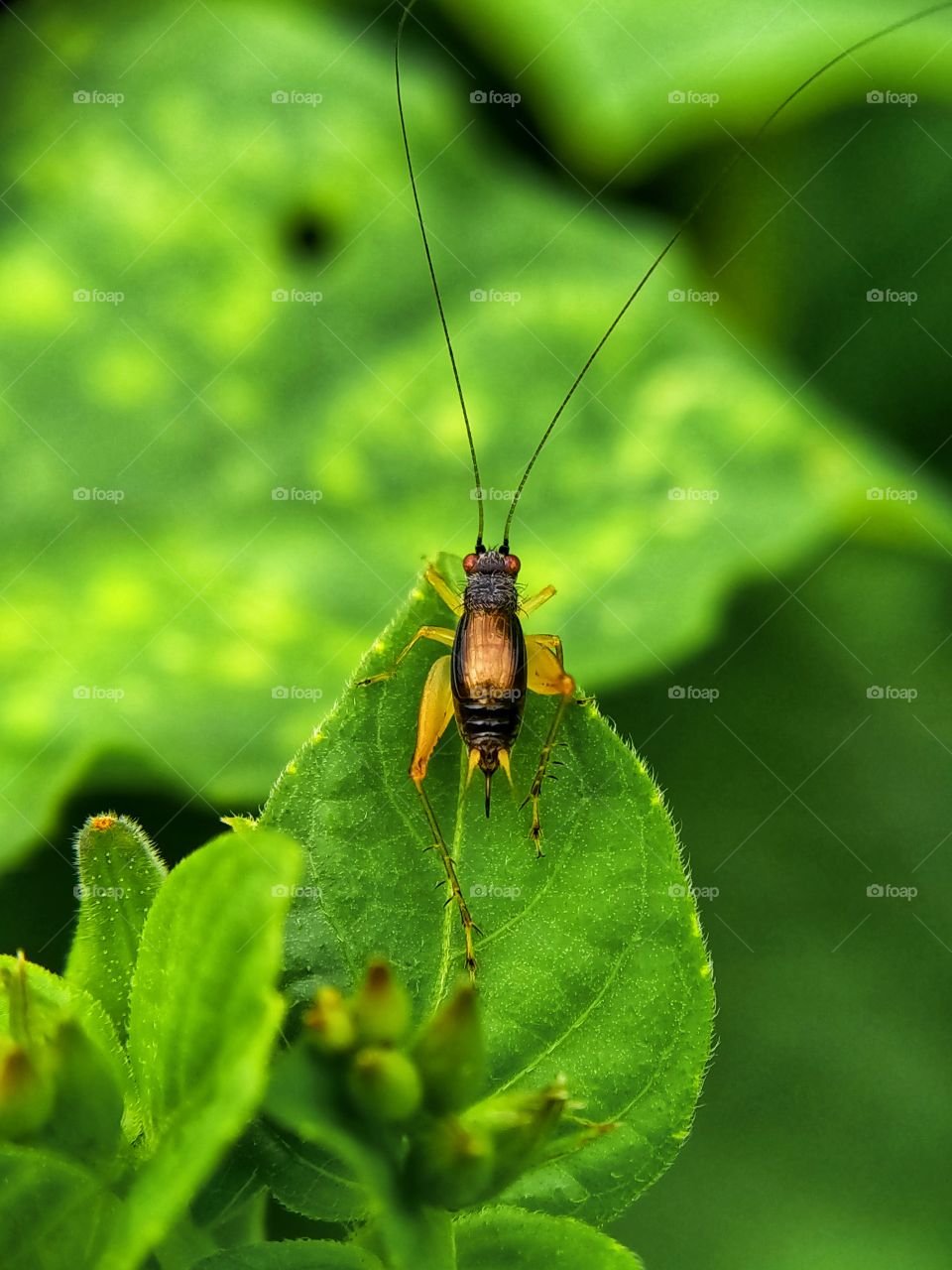 A nymph of a cricket is foraging on the leaf. This is a young cricket. Its wings have not yet grown. Its body is only two millimeters long.