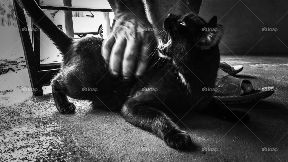 Gato preto querendo morder a mão do homem que o segura.