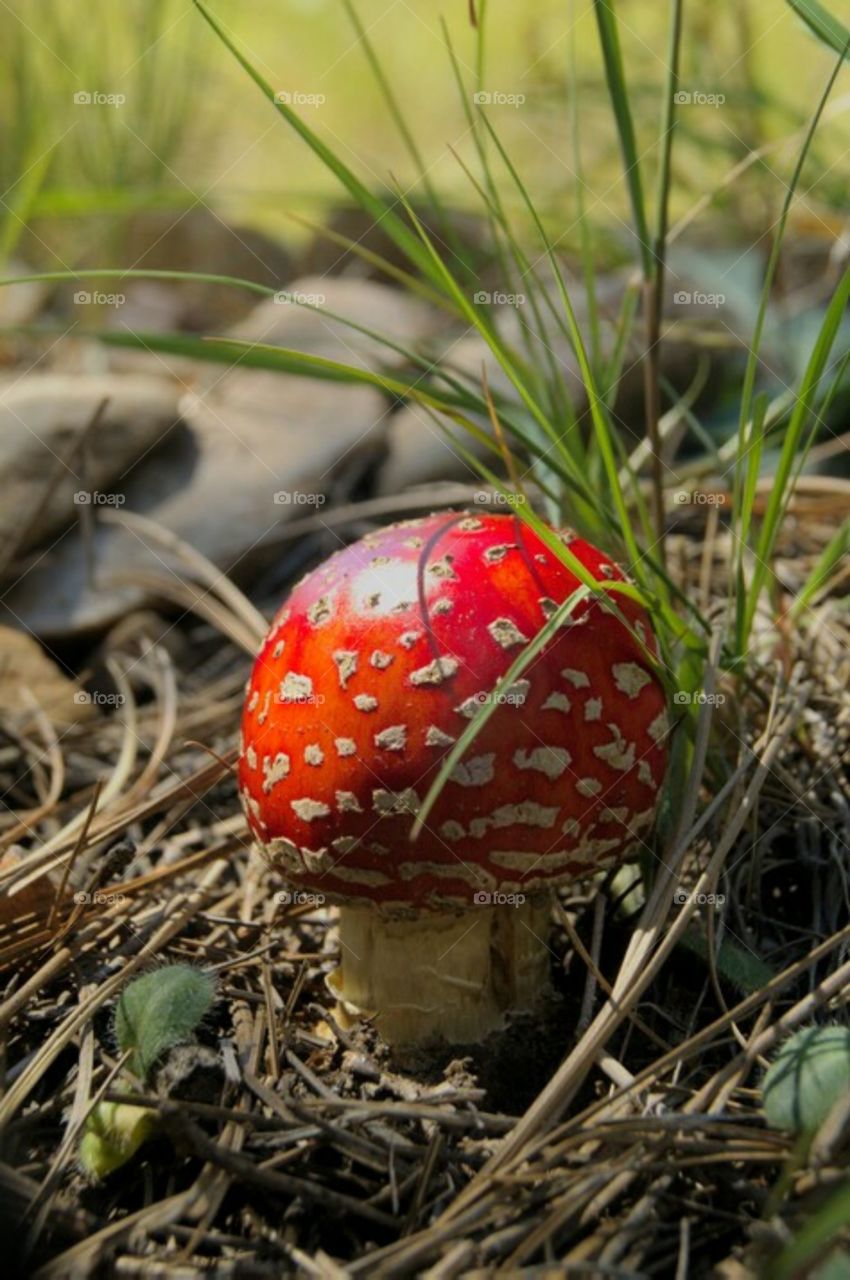 alice in wonderland toadstool fed with white flakes psychotropic