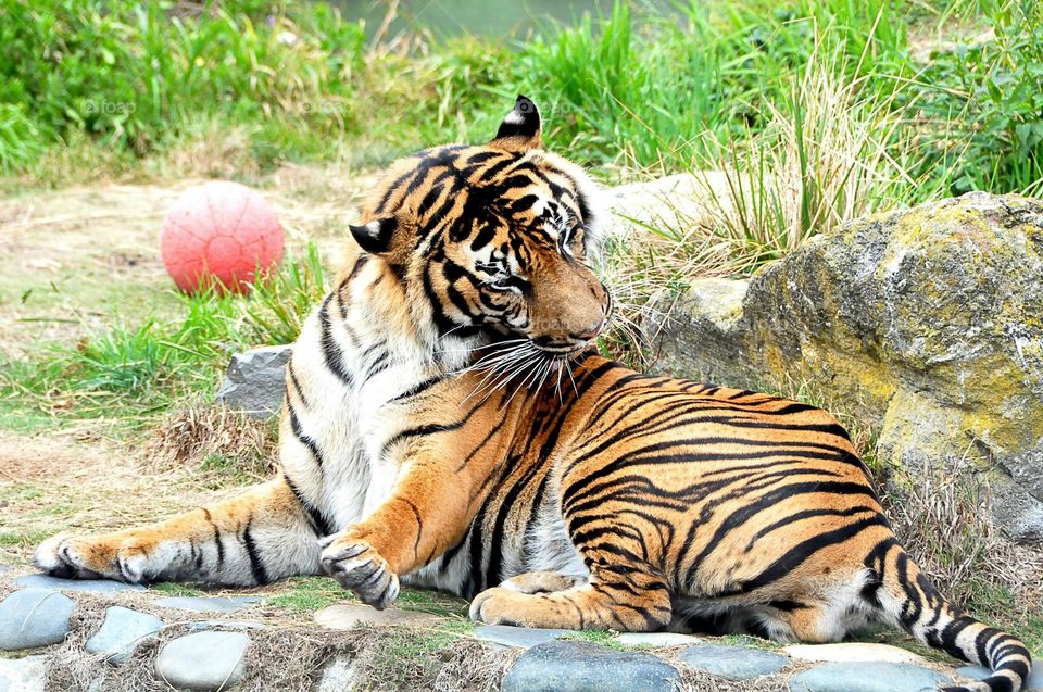 Big Kitty is taking a bath 
