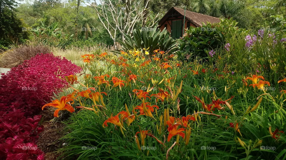 NATURE BOTANICAL PLANTS FLOWER GARDEN ENVIRONMENT