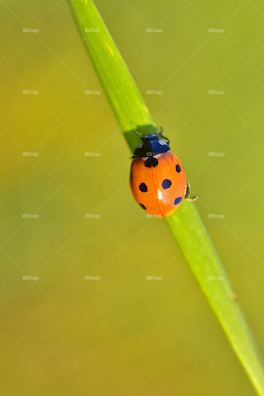Ladybug summer macro.