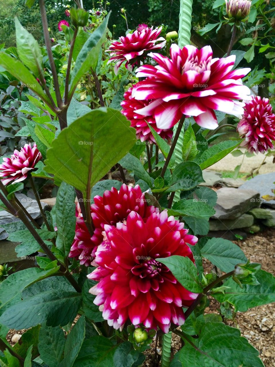 Red and White Flowers