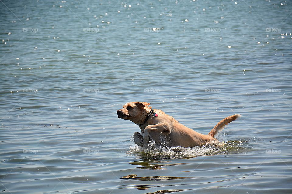 Doing what he knows best, playing in the bay. He is capable of endless play and hours of exercise. He is gentle, yet energetic, making him the perfect pet. 