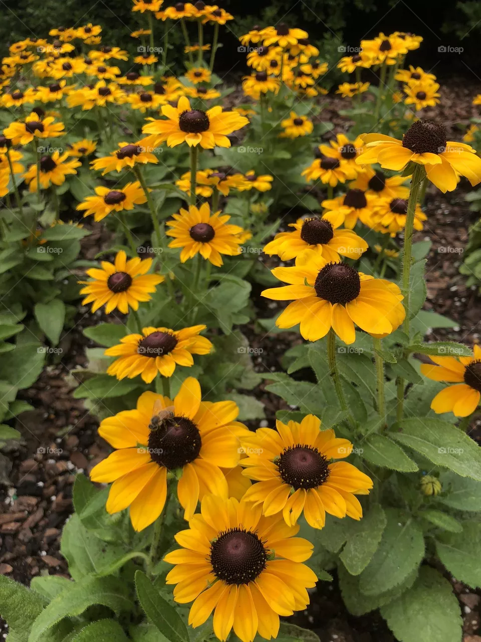 Black eyed Susan