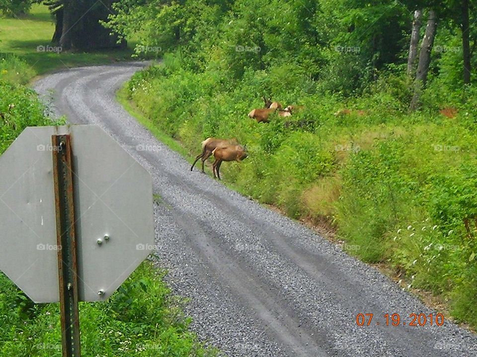 herd of elk