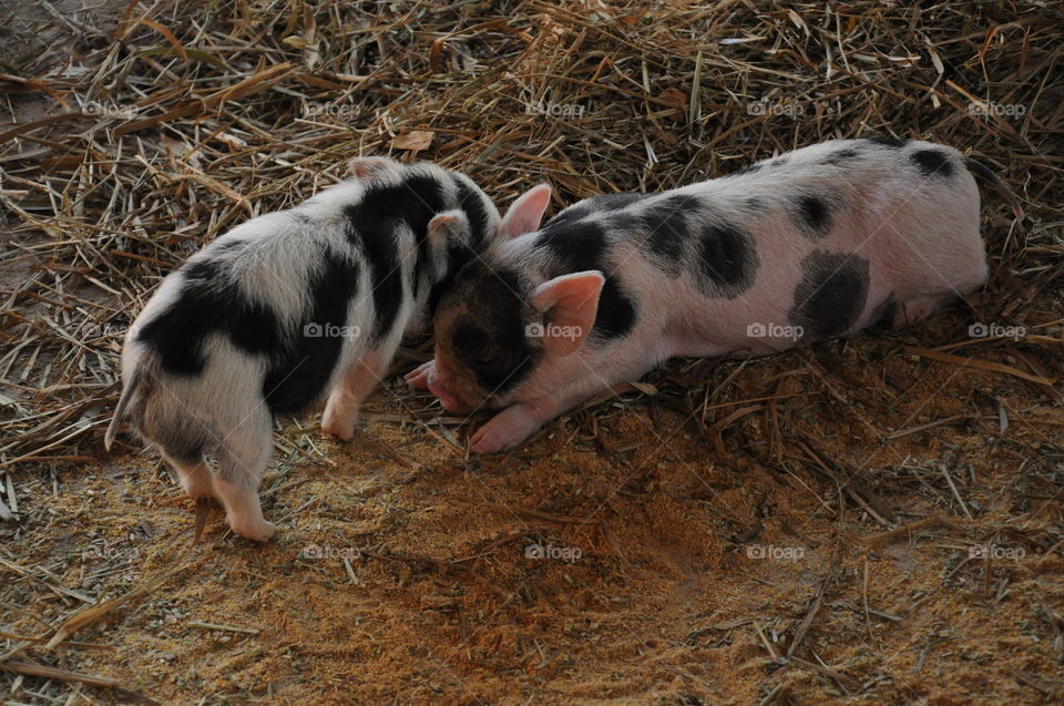 Animals from Brazil