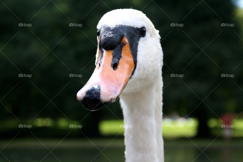 close swan bird camera by dannytwotaps