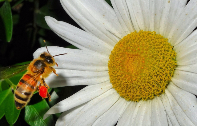 nature flower summer flight by delvec