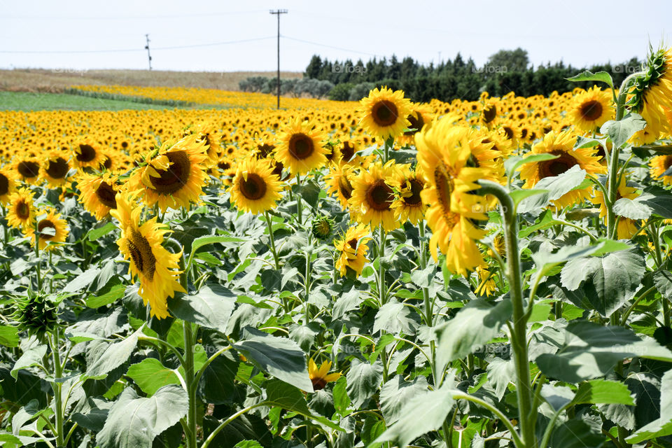 Agriculture, Sunflower, Field, Flora, Summer