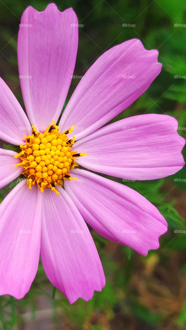 Pink aster