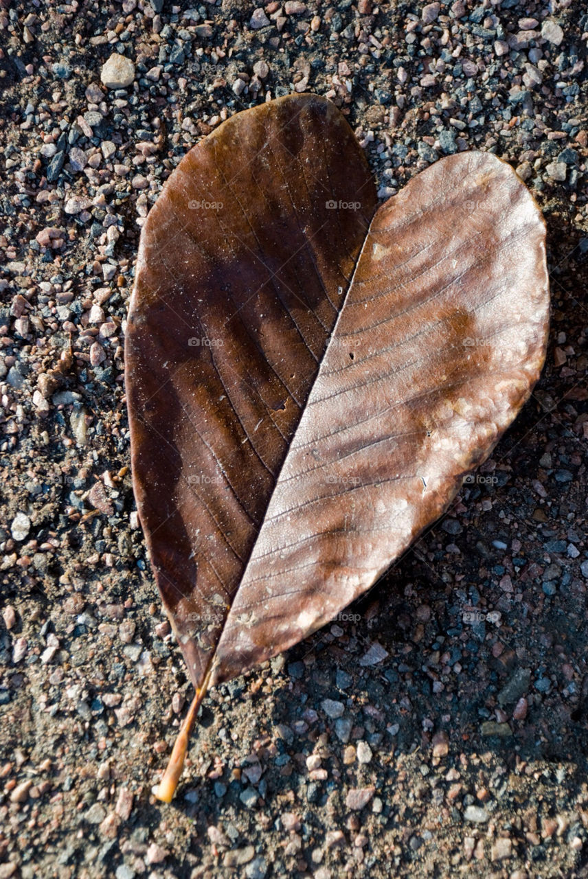 Nature, No Person, Texture, Leaf, Closeup