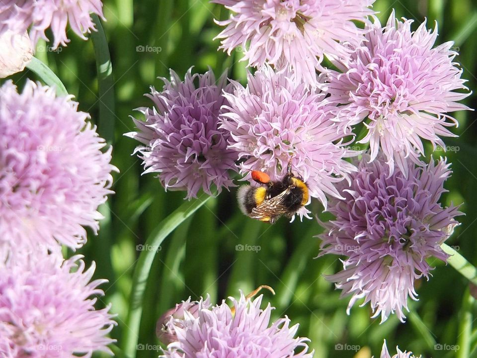 Bumblebee on a  flower