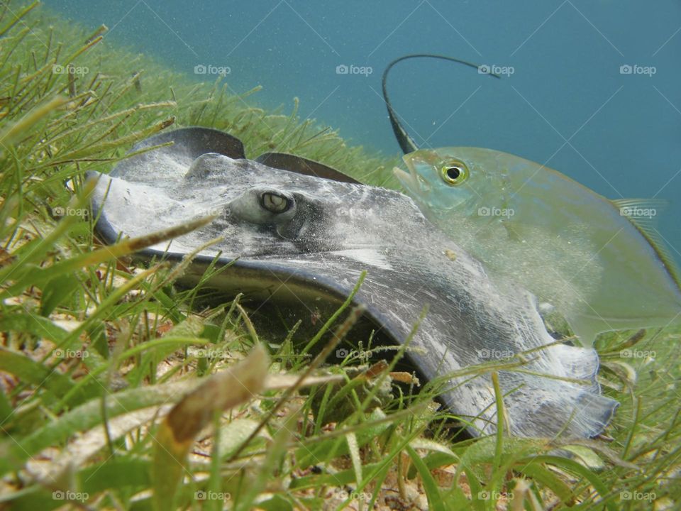 stingray with fish at the bottom of the sea surrounded by seaweed