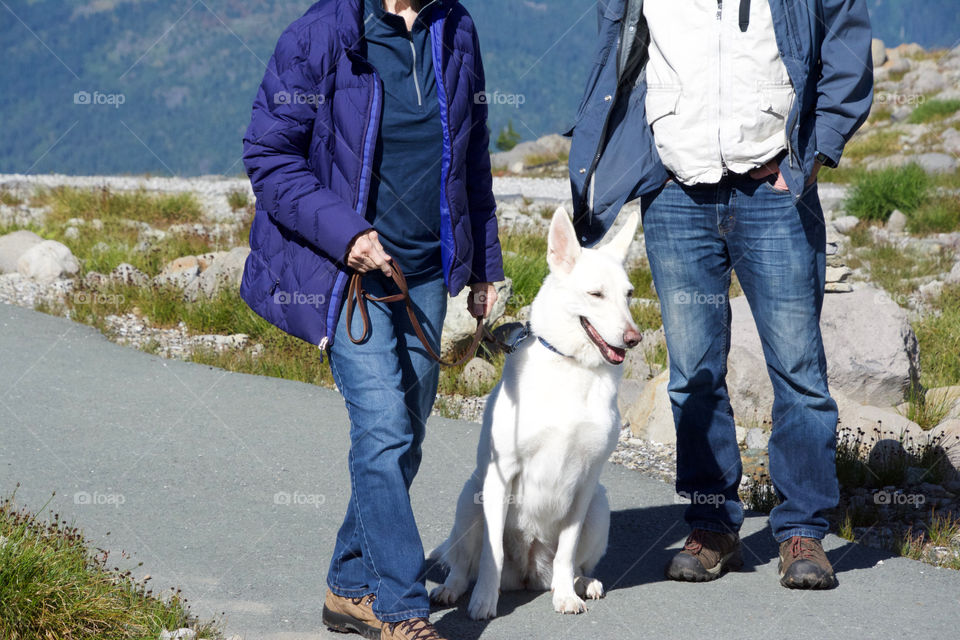 White German Shepard on a walk