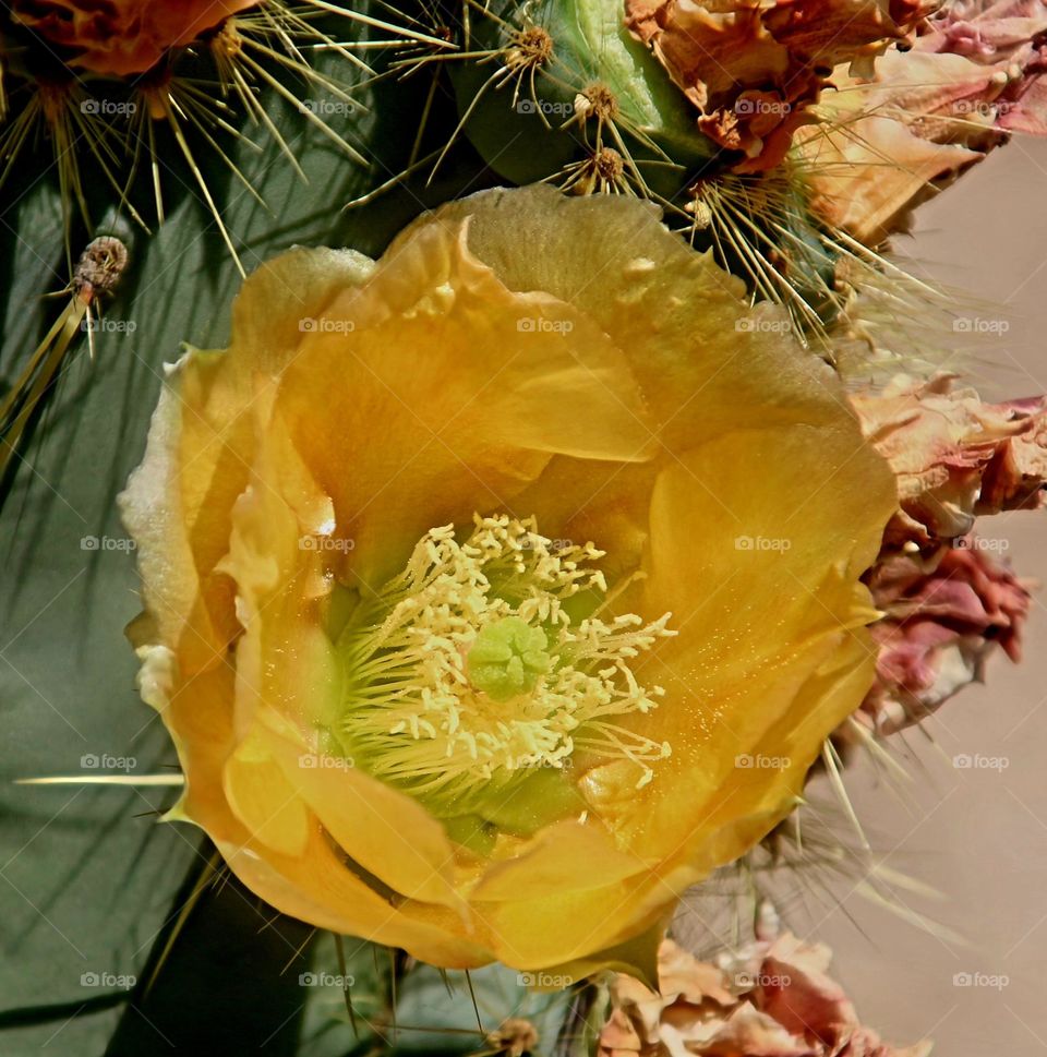 Yellow Prickly Pear Cactus Flower