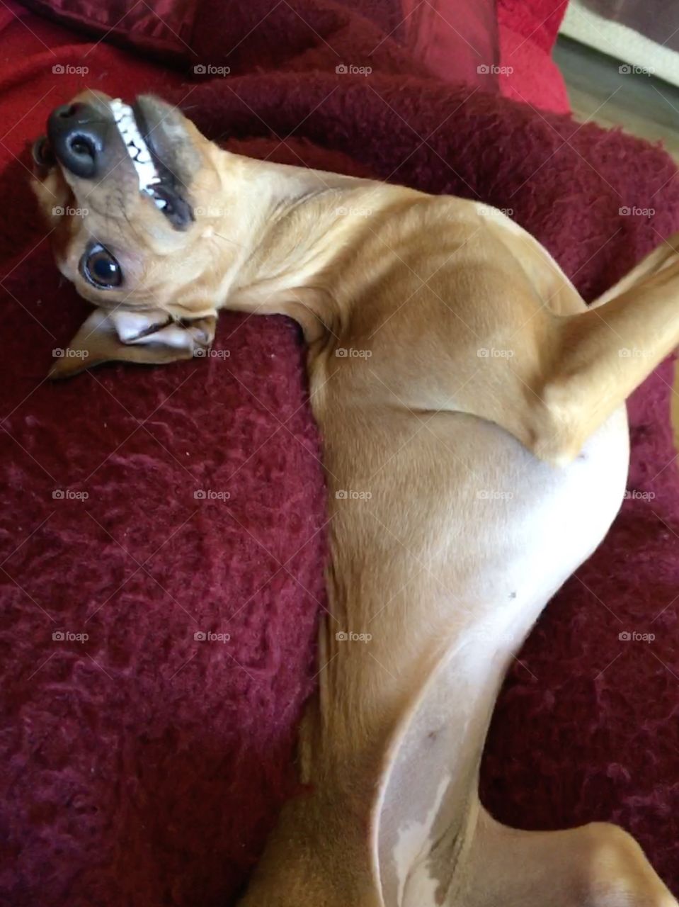Amber the fawn Italian greyhound twisting while laid on her back and smiling a toothy grin