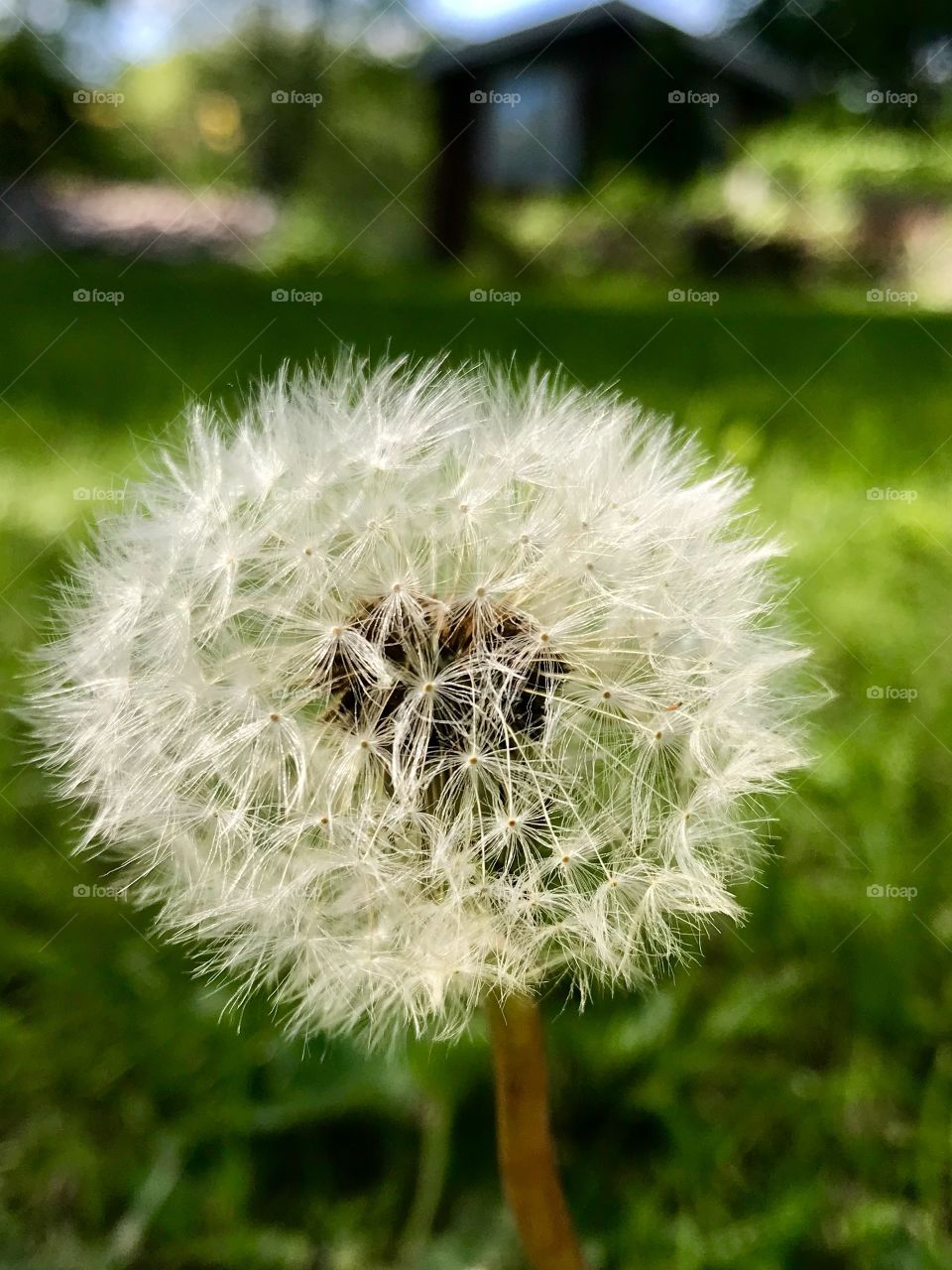 Dandelion