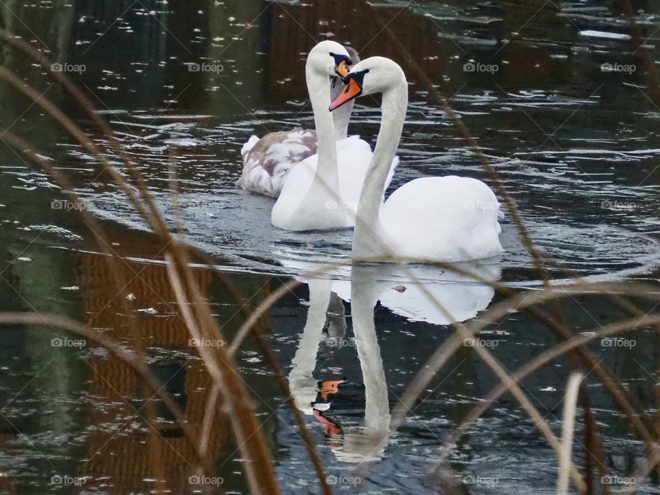 Swans