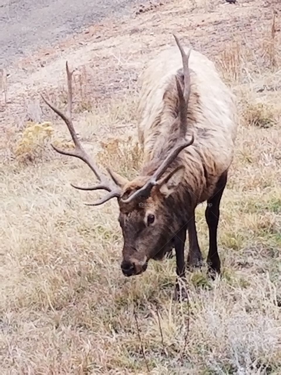 elk