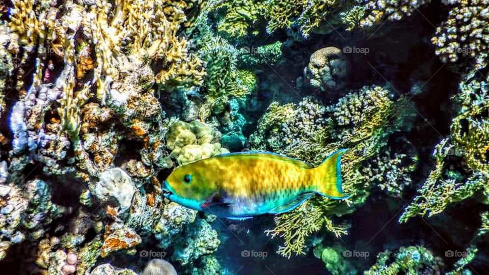 Admire the beauty of the canals of the Red Sea with us ...