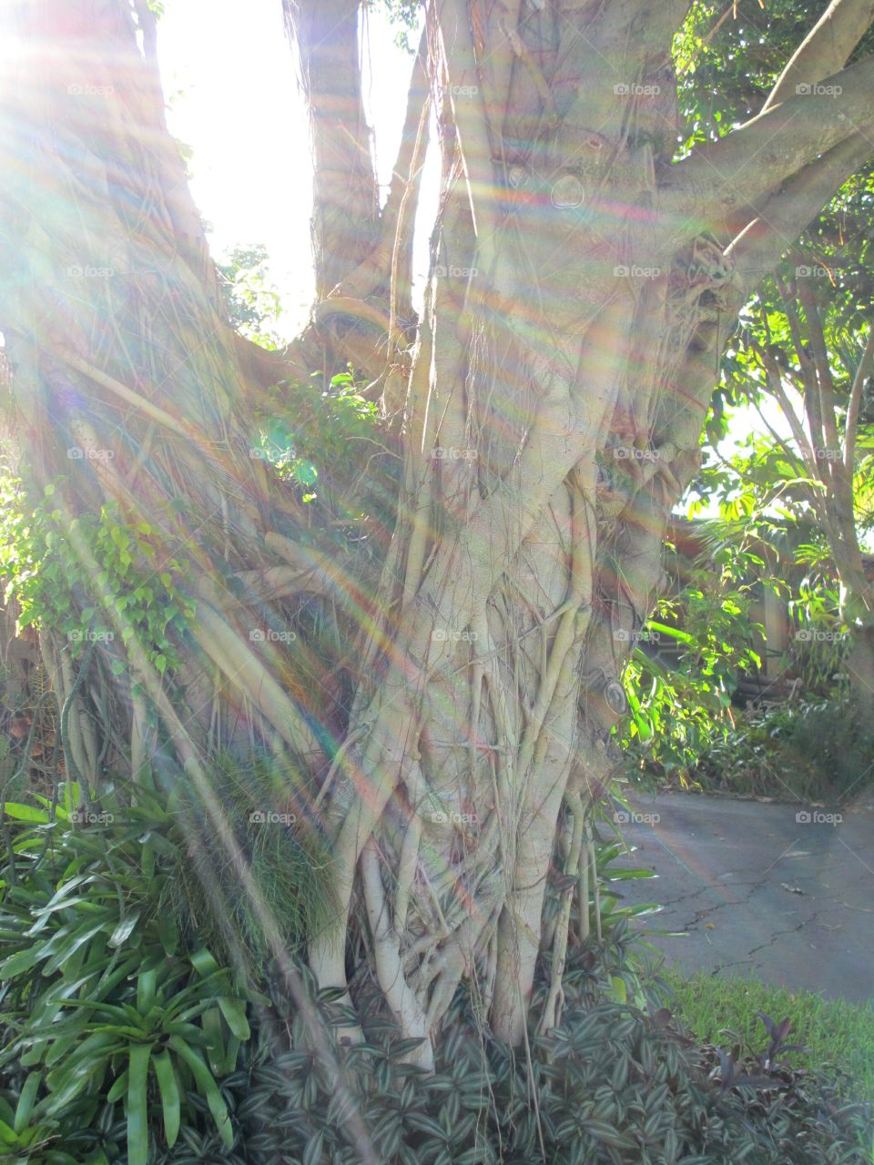 Entangled roots of a stranger fig hugging another tree's trunk in the flood of morning sunshine