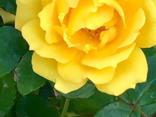 Closeup of a yellow rose - spring is in the air 