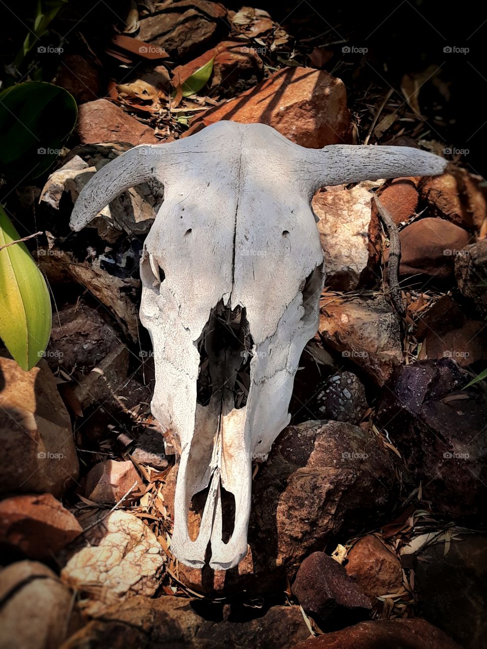 A cows skull
